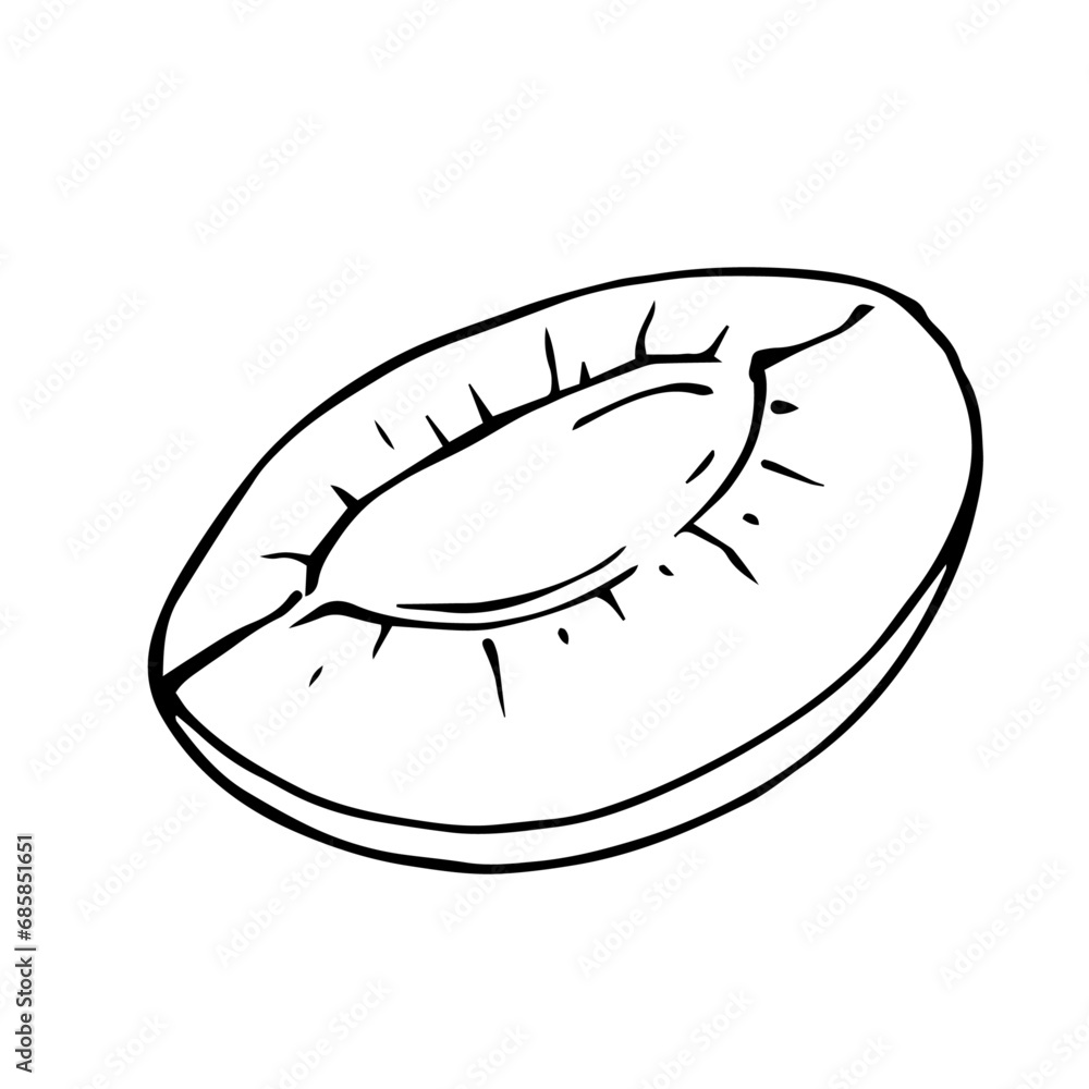 Line sketch of a piece of apricot fruit. Vector graphics. Line sketch of a piece of apricot fruit. Vector graphics.