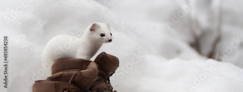 Foto Ermine, Ermellino , (Mustela erminea) Banner