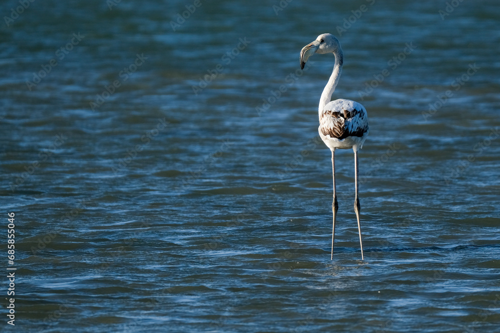 Fotografie Jeune flamant rose dans l'eau