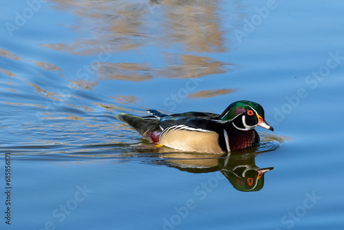 Colorful Wood Ducks on a pond in Colorado USA