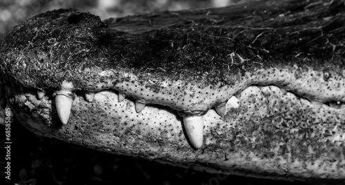 Black and White Contrast of Aligator Teeth photo
