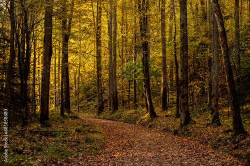 Yellow Leaves Lit By Morning Sun Along Greenbrier Road © kellyvandellen