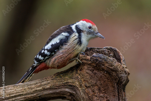 Mittelspecht (Leiopicus medius) photo