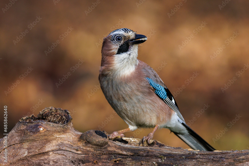 Eichelhäher (Garrulus glandarius) Eichelhäher (Garrulus glandarius)