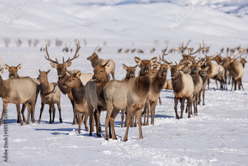 Elk herd in winter in Wyoming. Snow and  blue skies  with mountains in the background .