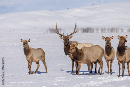 Elk in winter in front of rugged mountains with clear blue winter sky in Wyoming. 