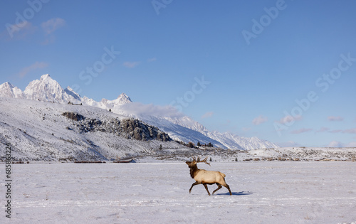 Elk herd in winter in Wyoming. Snow and  blue skies  with mountains in the background .