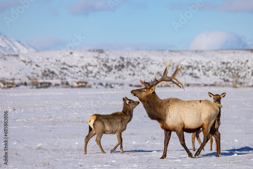 Elk in winter in front of rugged mountains with clear blue winter sky in Wyoming. 