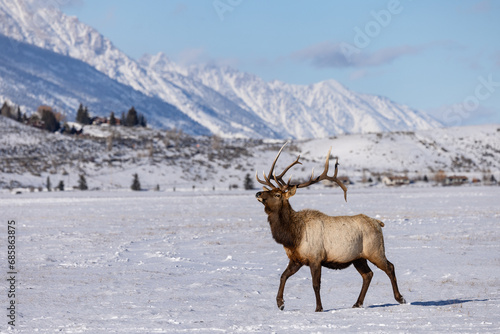 Elk in winter in front of rugged mountains with clear blue winter sky in Wyoming. 