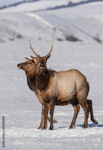 Elk in winter in front of rugged mountains with clear blue winter sky in Wyoming.  © christy