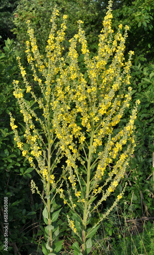 Mullein (Verbascum lychnitis) grows in the wild photo