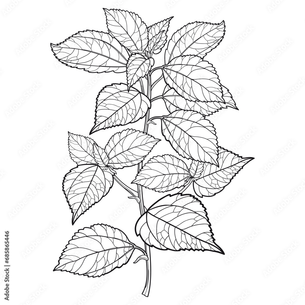Bunch with outline Mamaki or Waimea pipturus ptea plant in black isolated on white background. 