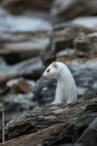 White stoat also said ermine (Mustela erminea) standing on rocks on a winter day in the Italian Alps. Rare wild animal with winter coat - Fluffy animal. Alps Mountains, Italy