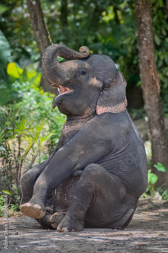 Cute asian elephant sitting with its trunk held high