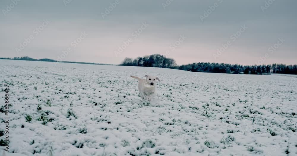 Energy happy white Labrador running in the winter Slowmotion Energy happy white Labrador running in the winter Slowmotion