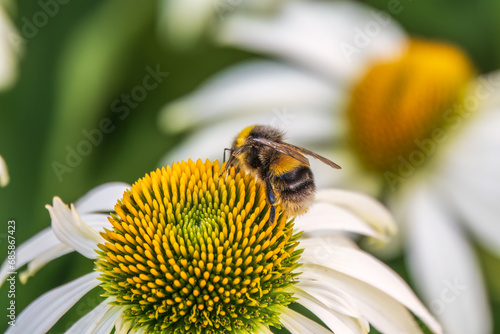 A closeup shot of a bee collecting pollen on a white echinacea flower © Dmitrii Potashkin