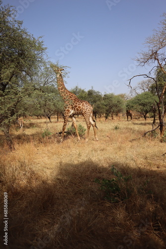 Fototapeta Naklejka Na Ścianę i Meble -  Giraffe Africa