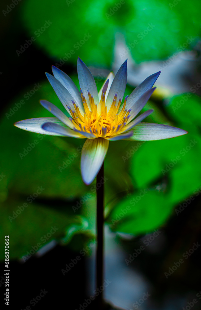 lotus flower in the pond