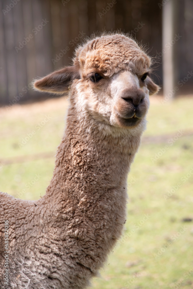 alpaca are slender bodied animals with long legs and neck and small heads and large pointed ears. They are covered in soft fleece