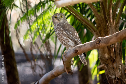 Schilderij op canvas The barking owl has bright yellow eyes and no facial-disc
