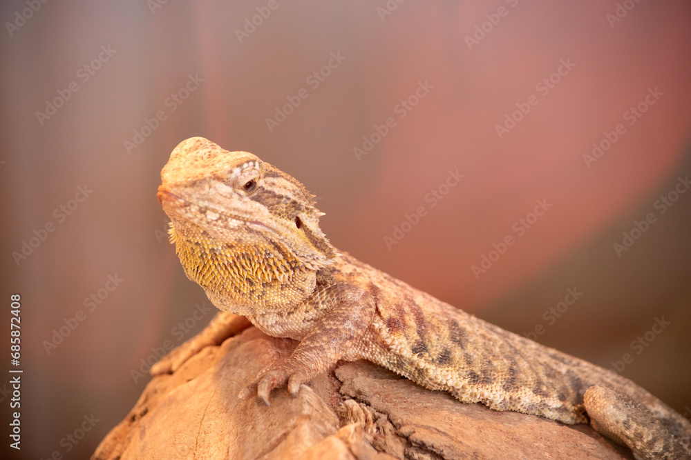 They have a broad, triangular head, round bodies, stout legs, and robust tails. They have a broad, triangular head, round bodies, stout legs, and robust tails.