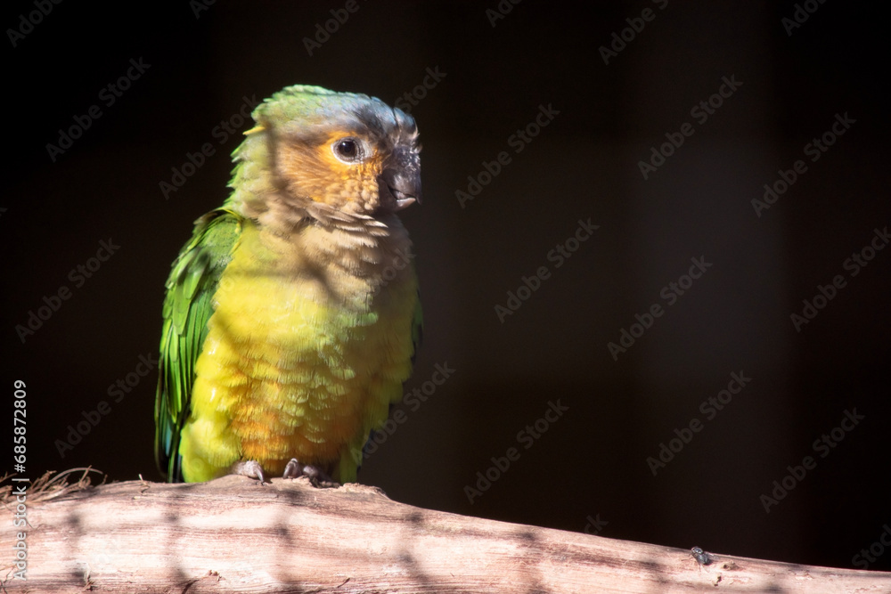 The brown throated conure plumage is green. The forehead, sides of head and chin are yellowish-orange. The crown is bluish, and the throat and upper breast are pale olive-brown. The brown throated conure plumage is green. The forehead, sides of head and chin are yellowish-orange. The crown is bluish, and the throat and upper breast are pale olive-brown.