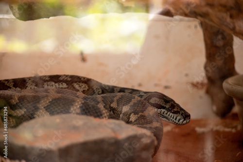 Fotografie secretive and well camouflaged with olive to brown skin with cream blotches which allows them to hide among leaf litter in tree hollows, logs and rocky crevices
