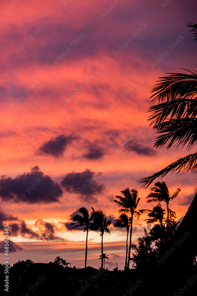 Obraz premium Palm trees silhouetted in pink and purple tropical sunset