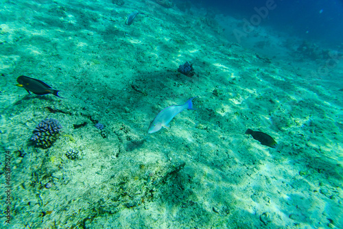 Colonies of the corals  Parrotfish and Acanthurus fishes at coral reef in Red sea