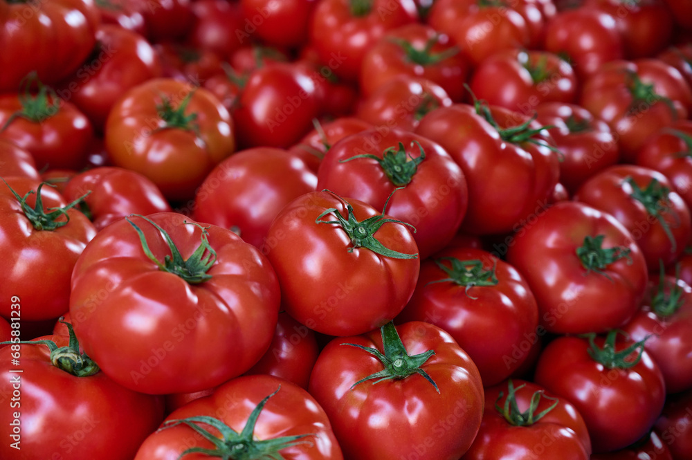 A lot of freshly harvested tomatoes on a market stall, closeup background A lot of freshly harvested tomatoes on a market stall, closeup background