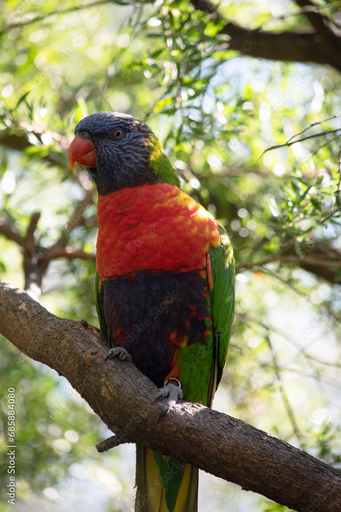 The rainbow lorikeet has a bright yellow-orange/red breast, a mostly violet-blue throat and a yellow-green collar. The rainbow lorikeet has a bright yellow-orange/red breast, a mostly violet-blue throat and a yellow-green collar.
