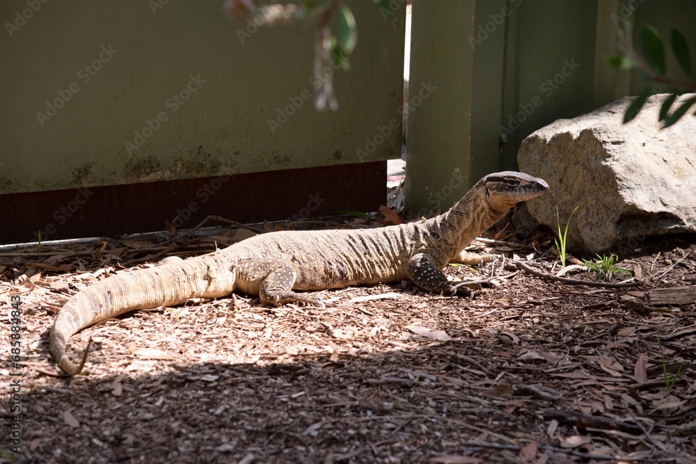 Rosenberg's monitor lizards have elongated head and neck, a relatively
