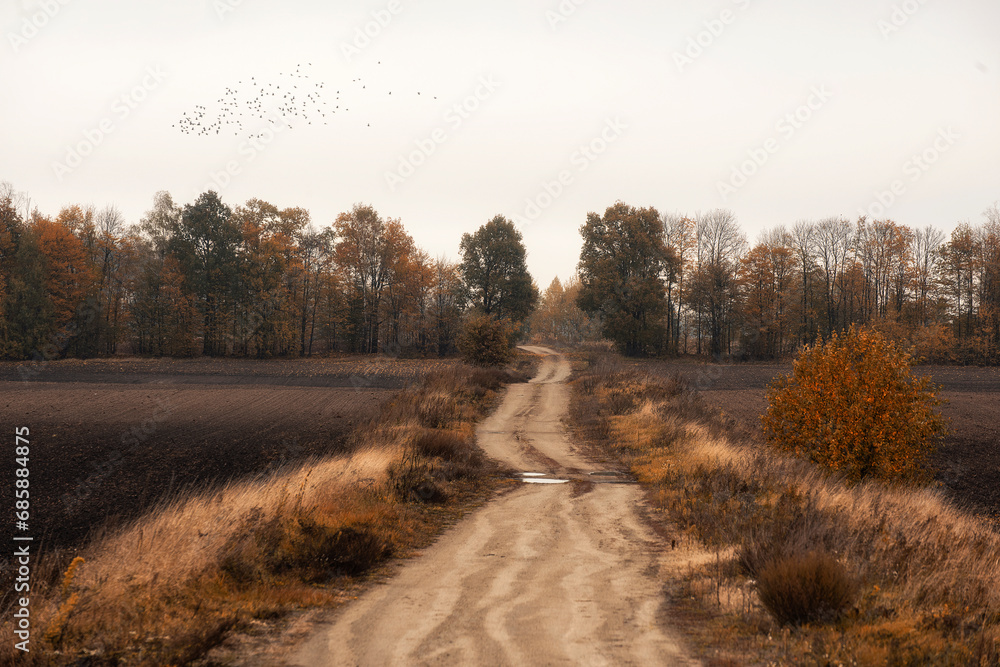  Late autumn landscape. A dirt road among plowed black fields and red trees and grass with a flock of flying birds in the gray sky.