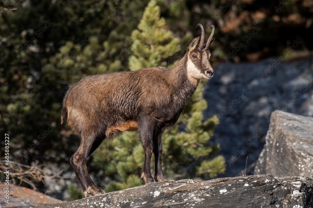 Wild alpine chamois or buck, standing on rocks against coniferous forest background, Male wild goat in sunset warm light on a winter day, Alps Mountains- Rupicapra rupicapra