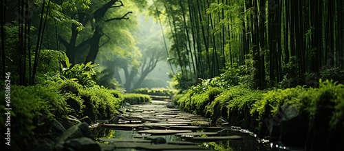 Fotografija Beautiful bamboo forest in the morning