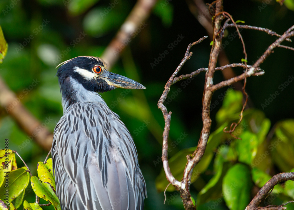 Yellow-crowned Night Heron (Nyctanassa violacea) - Nocturnal Majesty Yellow-crowned Night Heron (Nyctanassa violacea) - Nocturnal Majesty