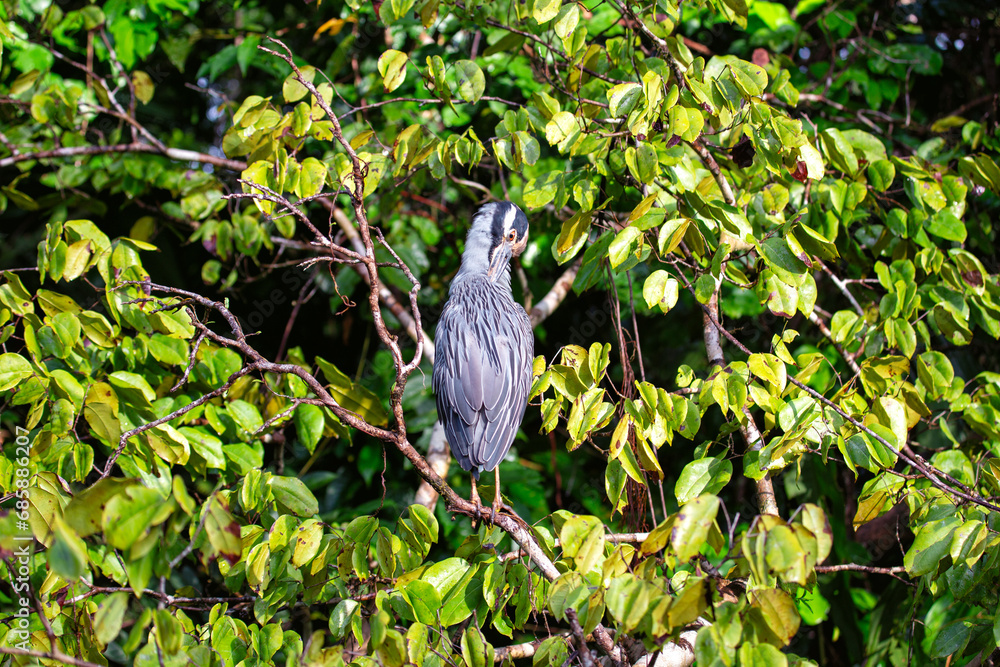 Yellow-crowned Night Heron (Nyctanassa violacea) - Nocturnal Majesty Yellow-crowned Night Heron (Nyctanassa violacea) - Nocturnal Majesty