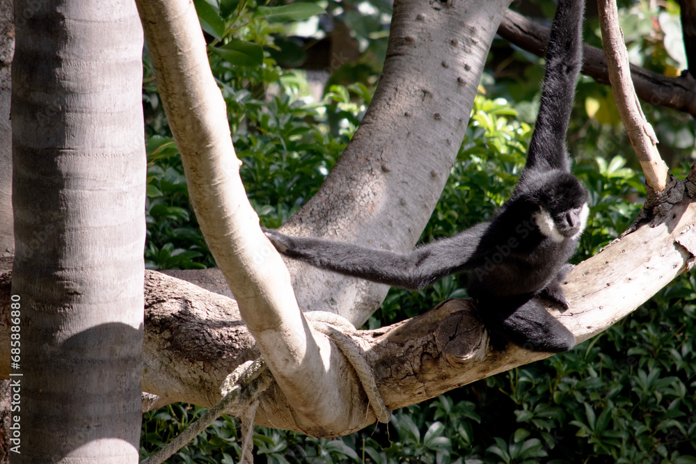 Obraz premium the male white cheeked gibbon has a black body and white around his cheeks