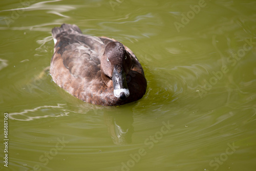 The Hardhead also White-eyed Duck has a brown body and white underside. It has a white eye and blue tip on its bill