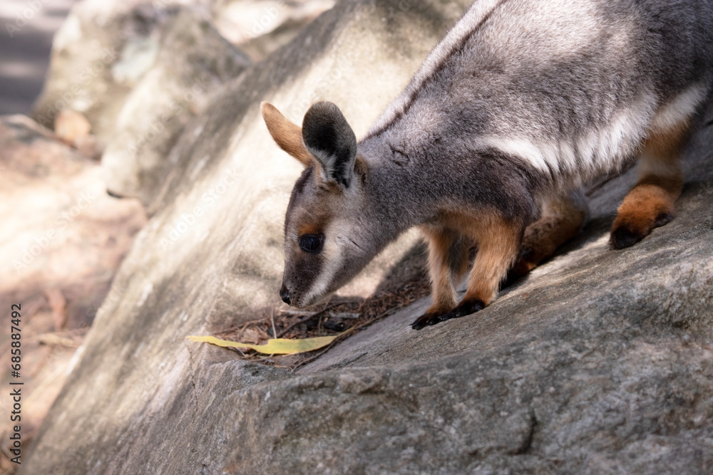Naklejka premium The Yellow-footed Rock-wallaby is brightly coloured with a white cheek stripe and orange ears.