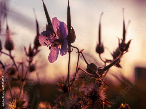 Field of blooming flowers on sunset photo