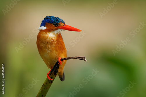 Malachite Kingfisher - Corythornis cristatus river kingfisher widely distributed in Africa south of the Sahara, small colourful bird with ruddy orange body, blue head and brightly red beak photo