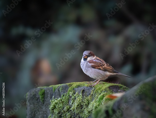 sparrow on a branch