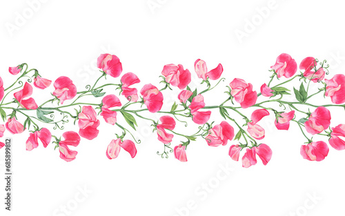 Watercolor seamless pattern with pink sweet peas. Botanical banner. Hand drawn illustration isolated on transparent.