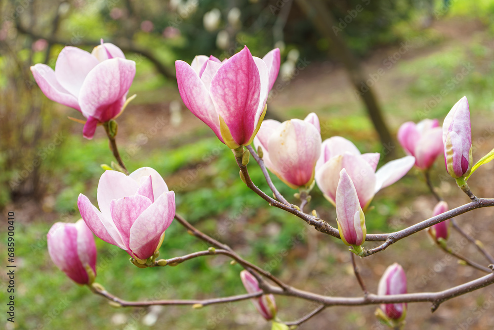 Magnolia tree branch blossom in springtime garden. Blooming pink magnolia outdoor in public park, gardening, landscape design. Magnolia tree branch blossom in springtime garden. Blooming pink magnolia outdoor in public park, gardening, landscape design.
