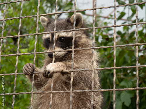 Canvas Print A raccoon in a cage asks for food and freedom