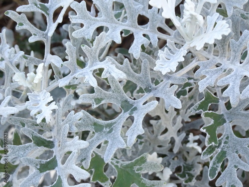 ペールグリーンの植物