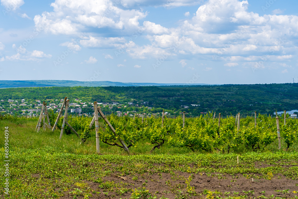 Elite wine grape fields. Background or backdrop with selective focus and copy space Elite wine grape fields. Background or backdrop with selective focus and copy space