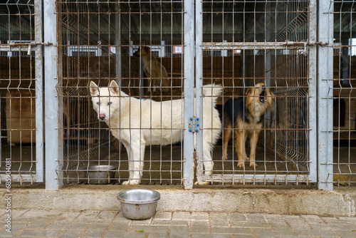 Dog in a dog shelter. Background with selective focus and copy space
