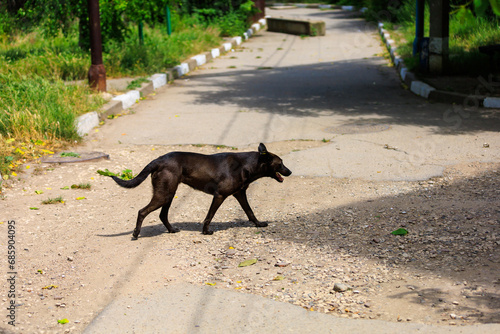 Homeless dog. Background with selective focus and copy space